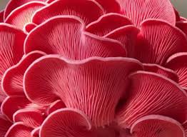 Pink Oyster Mushrooms